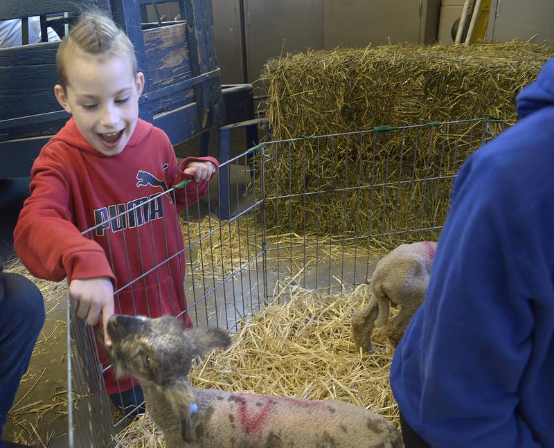 Myles McDonald has fun as a lamb licks his finger during the Farm Fair organized by the Streator High School FFA Monday at the high school AG Shop.