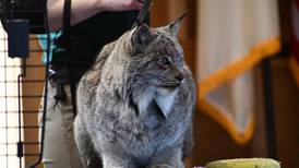 Mammal Madness at Four Rivers in Channahon celebrates region’s native animals