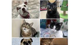 Will County Pets of the Week: Jan. 19, 2026