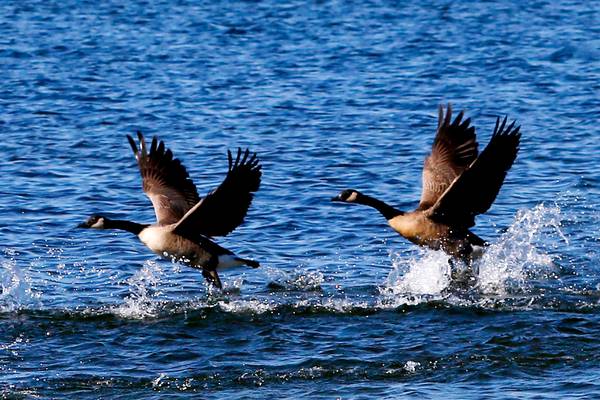 Crystal Lake Main Beach opens Saturday – with new geese-deterring lights