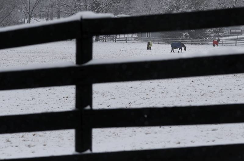 Horses graze in a field of snow at North Hill Farms in Spring Grove on Wednesday, Jan. 25, 2023. Snow fell throughout the morning, leaving a fresh blanket of snow in McHenry County.