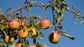 Places to pick apples in DeKalb County