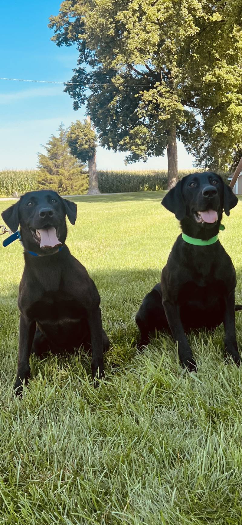McGrath Automotive Group has donated two police dogs to the Kane County Sheriff’s Office. The dogs, which are both Labrador Retrievers, cost $13,000 each, and came from a breeder in Indiana.