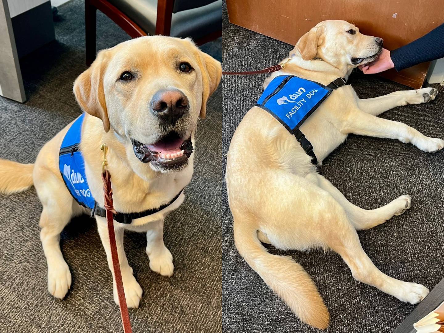 DuoDog Captain is a two-year-old Labrador Retriever trained to provide comfort and support to children during crime investigations. He was sworn in as the Kane County Child Advocacy Center’s first ever facility dog on Feb. 28, 2025.