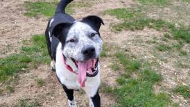 Young dog likes to play fetch on his own terms