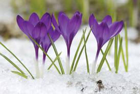 Early-blooming spring flowers