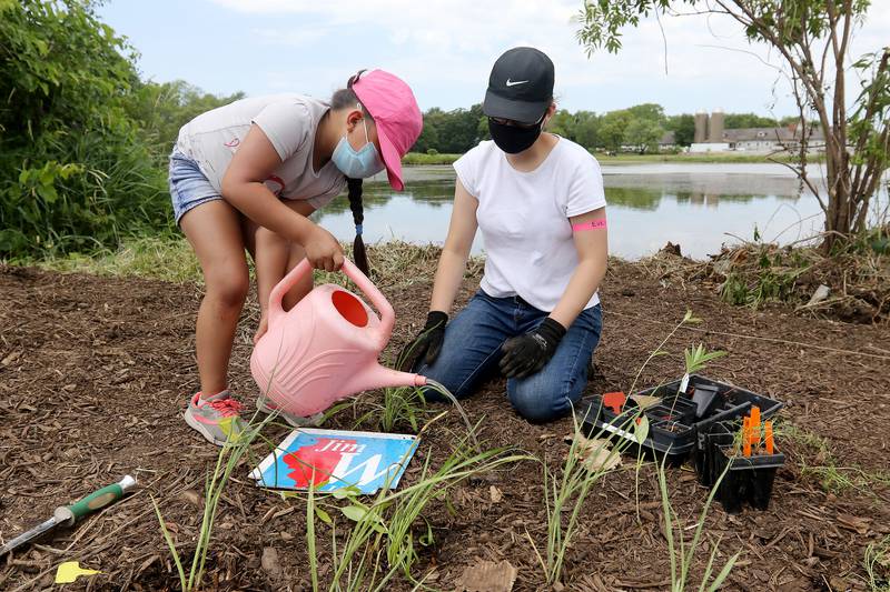 Adriana Hernandez, 8, of McHenry, waters a plant after inserting it into a hole in the ground as Evelyn Bustos, 17, of Harvard, supervises Thursday, June 17, 2021, at Petersen Park in McHenry. The McHenry County Conservation District, Environmental Defenders of McHenry County, Land Conservancy of McHenry County, Woodstock Hispanic Connections, Friends of Hackmatack National Wildlife Refuge, and Small Waters Education partnered with Conversacion De Conservacion to help local Latino youth build the pollinator garden next to the pond at the park.