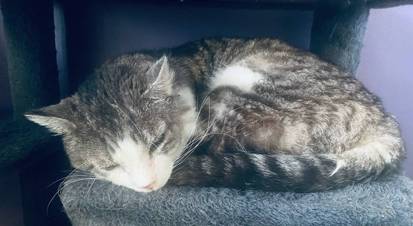 Tweed is an 11-year-old domestic shorthair. He is affectionate, calm, and independent. Tweed appreciates his alone time and is fond of relaxing in his bed. For more information on Tweed, please visit justanimals.org or call 815-448-2510.