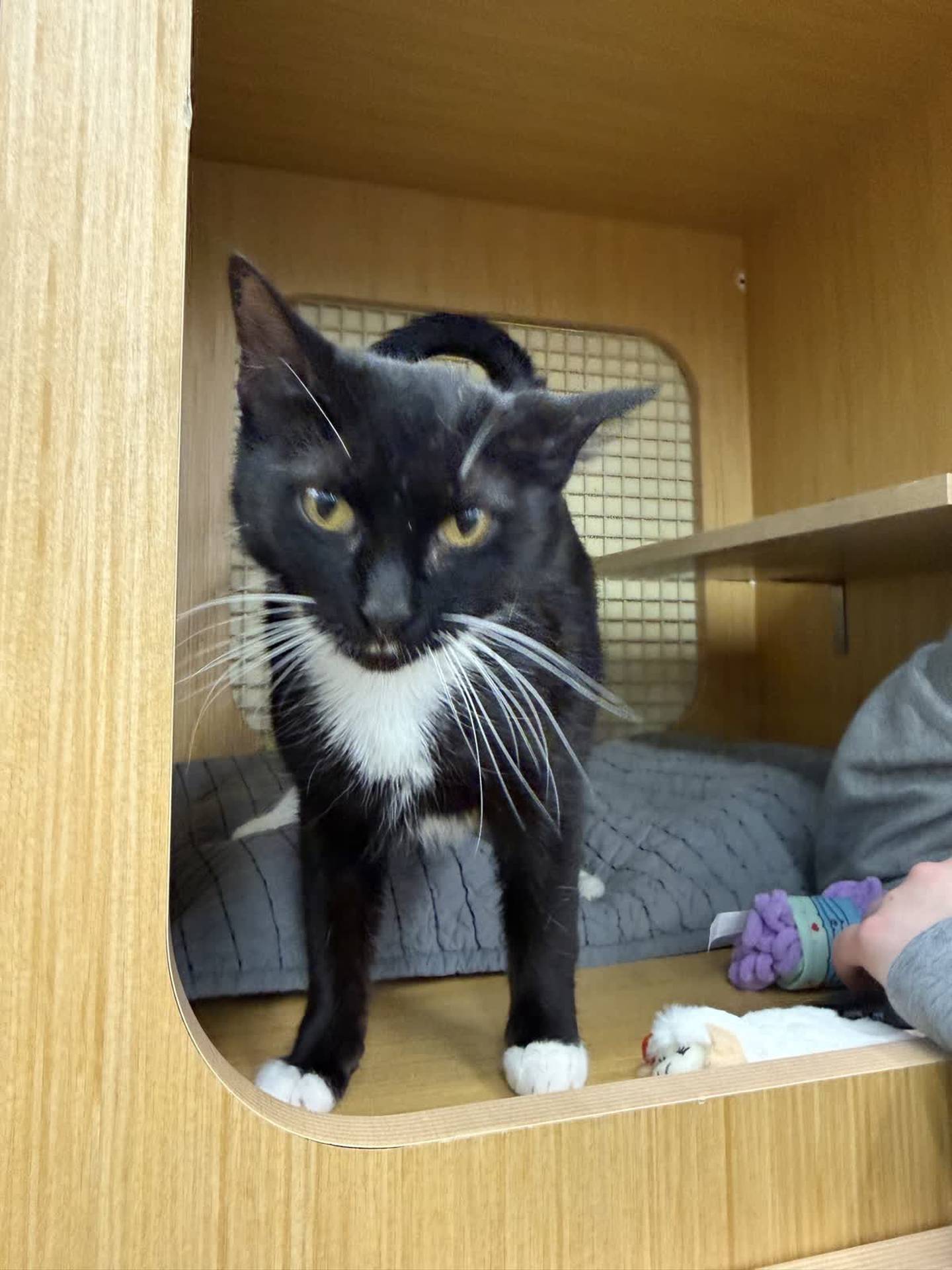 Delilah is a sweet 3-year-old cat that is confident and comfortable around people. She jumps up to greet visitors, hoping for love and attention. She is quite a little biscuit maker, too. Delilah will make a gentle, engaging and affectionate kitty friend. Do meet Delilah, email Catadoptions@nawsus.org. Visit nawsus.org.