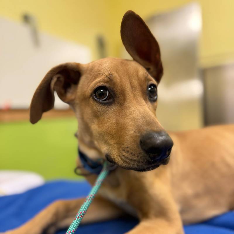 Bree is Save-A-Pet's pet of the week for Dec. 4, 2025.