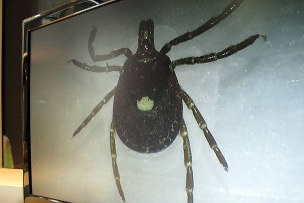 ‘Tiny biters can make you seriously sick’: Prevention key during tick season