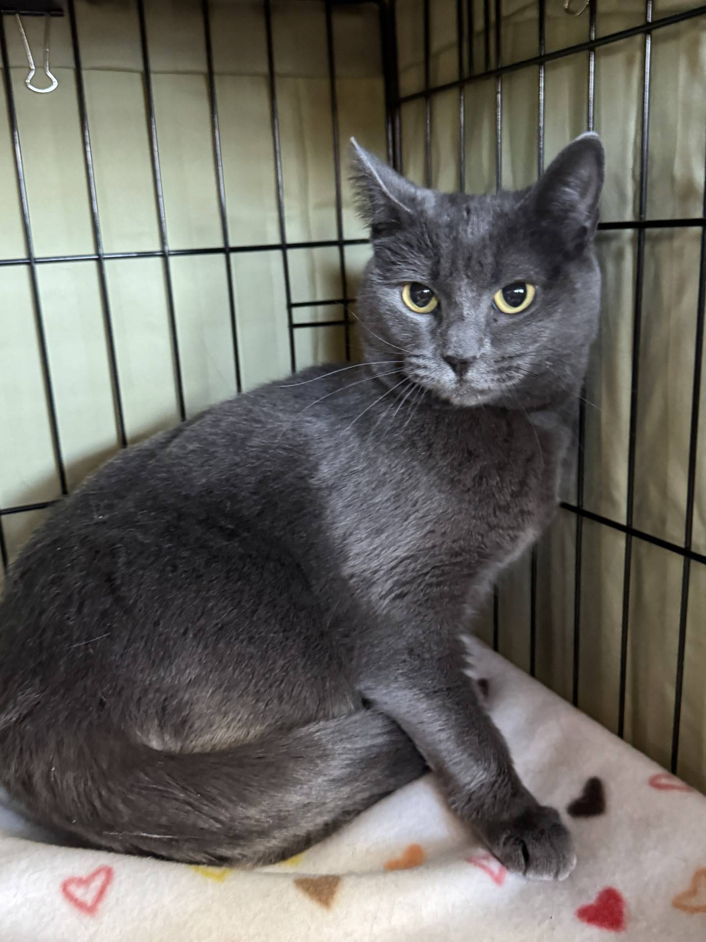 Astronaut is a 3-year-old grey domestic shorthair that was found as a stray and brought to NAWS. She was adopted, spent 18 months in a home and was then relinquished back to NAWS due to her owner’s financial hardships. Astronaut is quiet, gentle and reserved, but she enjoys pets and attention. She needs a quiet home, a patient adopter, and time to feel comfortable and build confidence. She previously lived with other cats and should do well with kitty siblings. Astronaut needs a home without dogs. To meet Astronaut, email Catadoptions@nawsus.org. Visit nawsus.org.