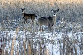 5 things to do in McHenry County: Take a First Day Hike, Eagles tribute band in Crystal Lake and more