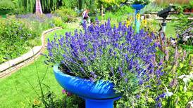 Down the Garden Path: Engaging the Senses with Sensory Gardens