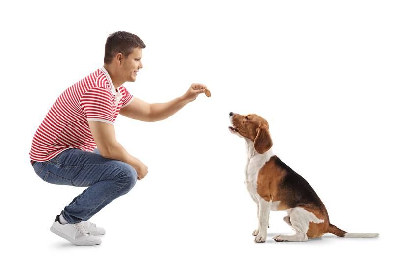 Cedar Lane Kennels - Tips for Celebrating National Dog Biscuit Day With Your Pup