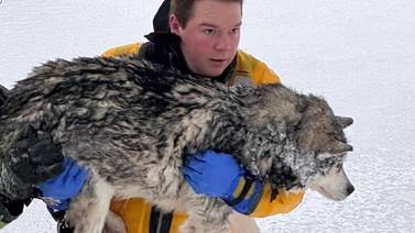 Husky rescued from ice near St. Charles now at shelter in Huntley