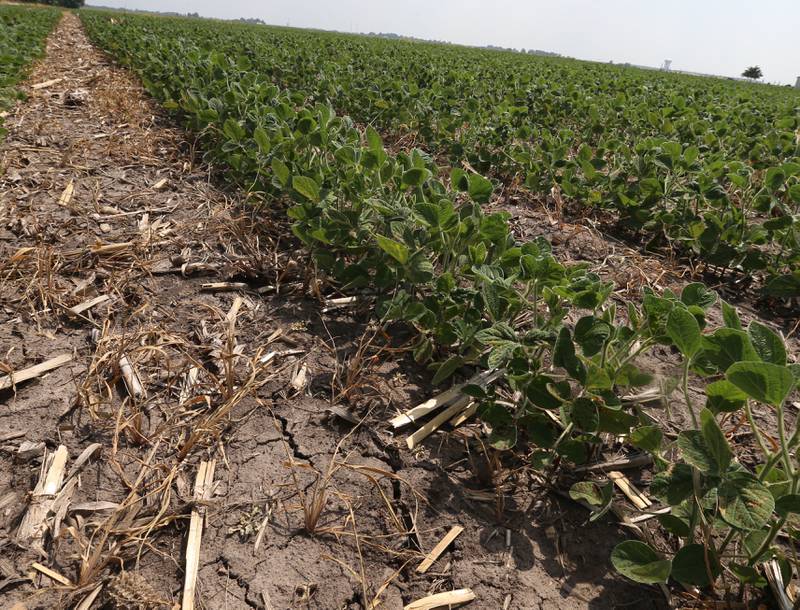 Cracking of the soil can be seen in a soybean field along County Road 1500 North on Thursday, June 22, 2023 near Spring Valley.