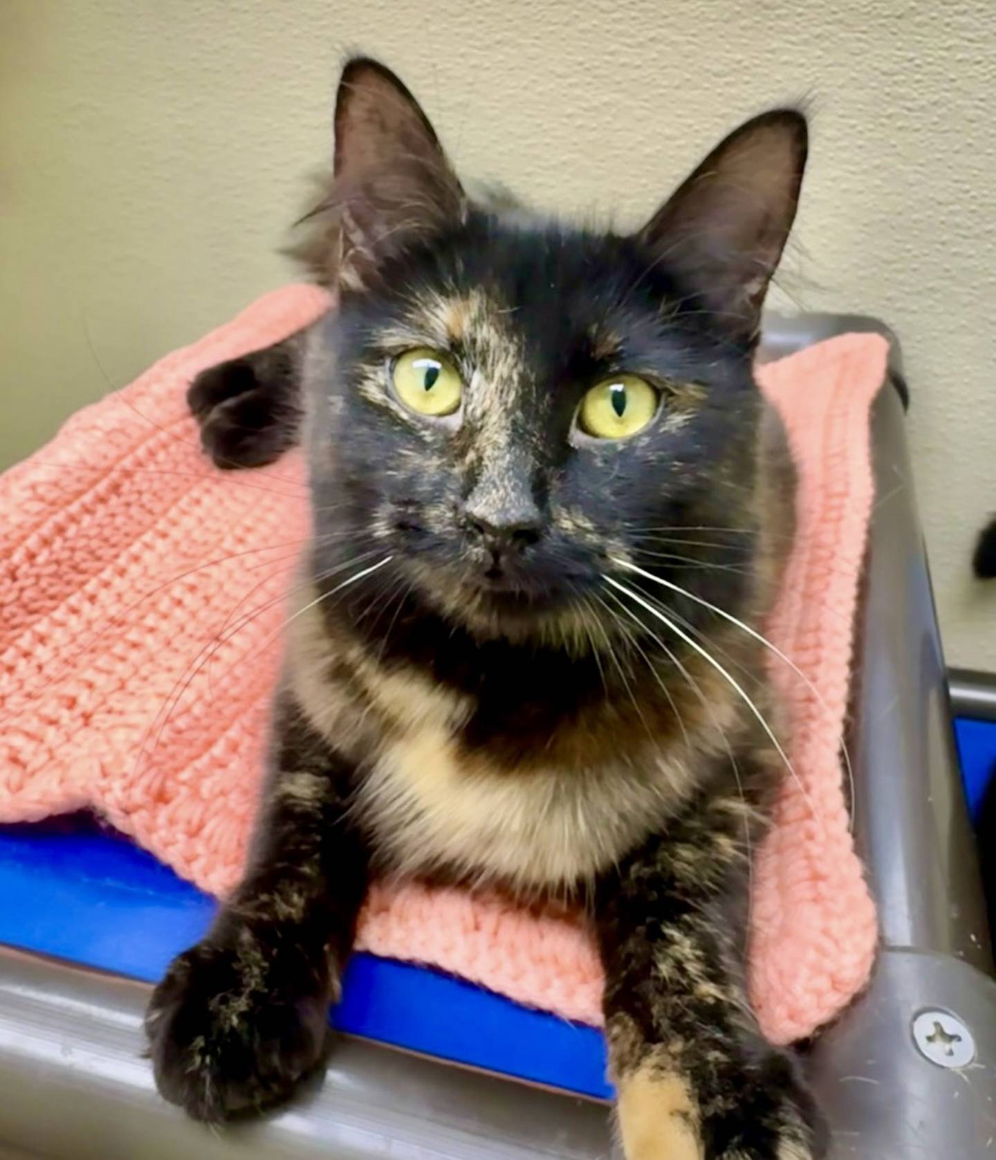 Maggie, a longhaired, tortoiseshell, 10-month-old kitten, is the perfect mix of chill, curious and affectionate. She enjoys exploring her surroundings, observing other cats and hanging out with people. She free-roams in the shelter’s main cat room and is very comfortable around other cats. Contact the Will County Humane Society at willcountyhumane.com and follow the instructions for the adoption process.