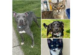 Will County Pets of the Week: June 30, 2025