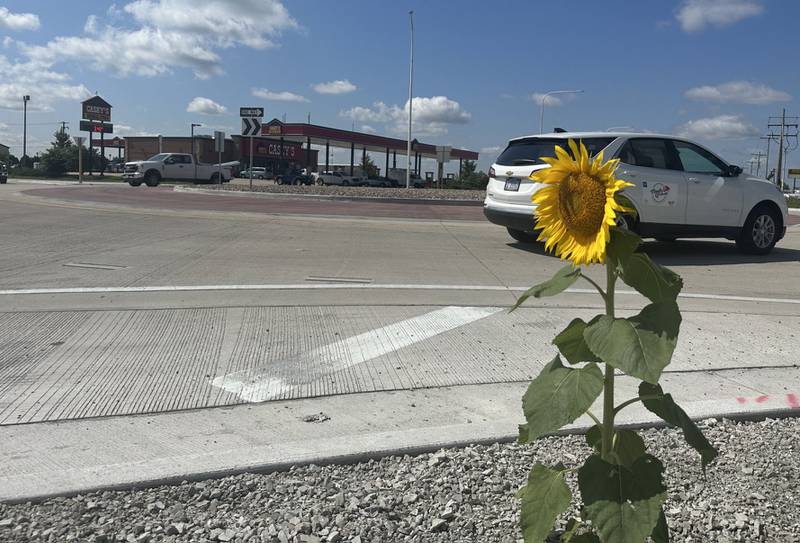 A lone sunflower is in full bloom on the northeast corner of the roundabout at the intersection of Route 178 and U.S. 6 in Utica. The sunflower is growing in rocks and was probably planted by a bird.