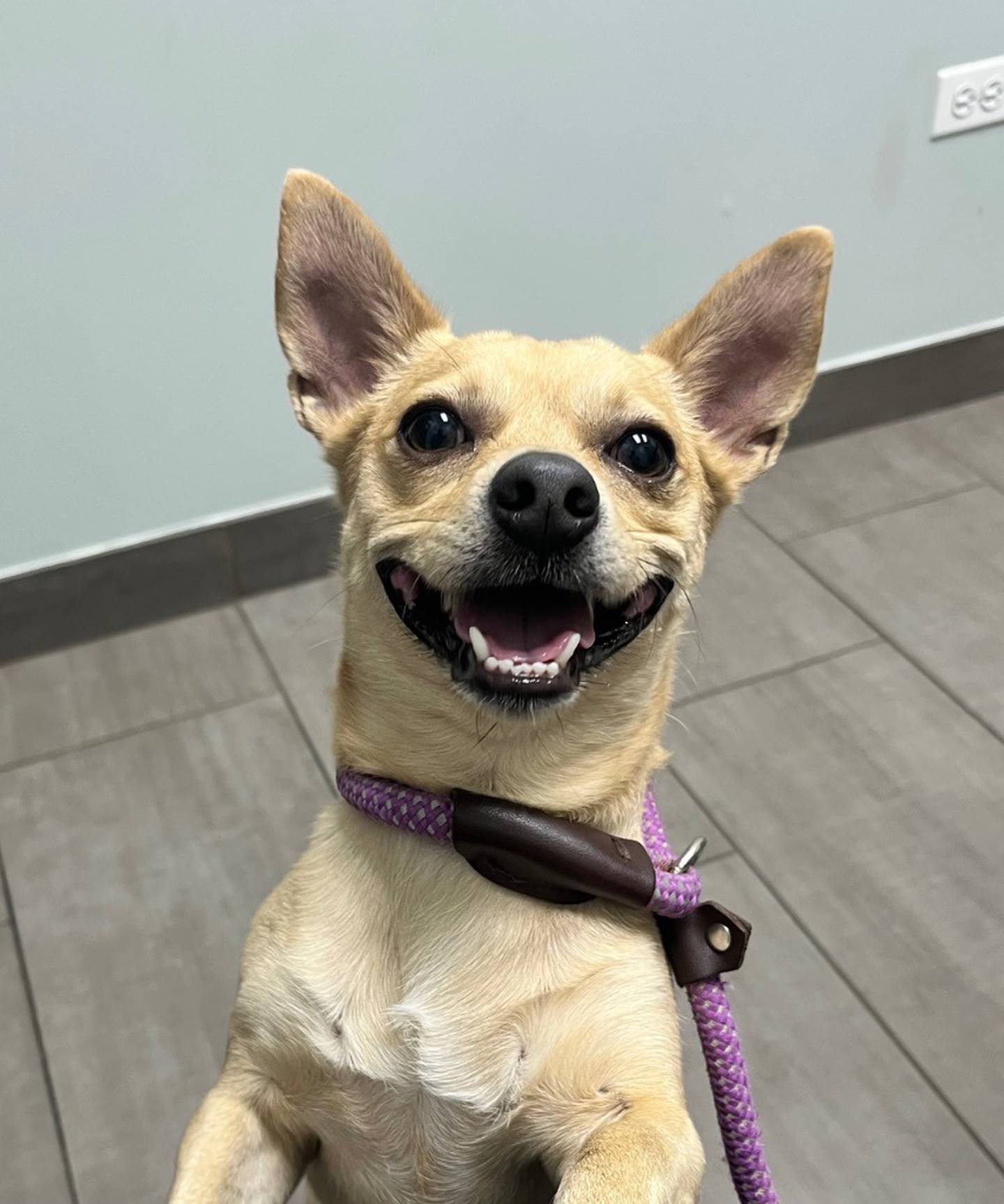 Chewy is a 2-year old, 15-pound Chihuahua mix. Chewy is very nervous and was mortified when he first came to the shelter. He now enjoys pets and hanging out with his people. Chewy will need patience as he adjusts to a new owner because fast movements can spook him. However, Chewy has made much progress with leashing/unleashing and petting. Contact the Will County Humane Society at willcountyhumane.com and follow the instructions for the adoption process.
