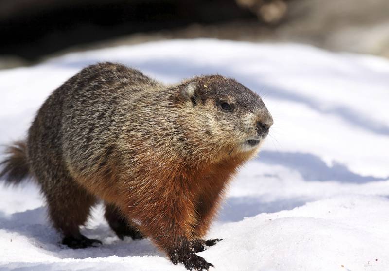 Learn all about groundhogs during the Forest Preserve District of Will County’s “WonderKids: Groundhogs,” program at 11 a.m. Saturday, Jan. 30, online. This free Zoom webinar program is for ages 2-5. Register for this online program on the Event Calendar at ReconnectWithNature.org.