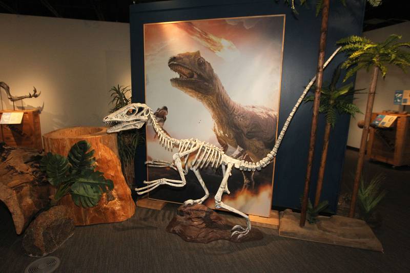 A dinosaur is on display in the Dinosaurs: Fossils Exposed exhibit at the Dunn Museum on October 28th in Libertyville. The exhibit is sponsored by the Preservation Foundation of the Lake County Forest Preserves and runs through January 15, 2024.
Photo by Candace H. Johnson for Shaw Local News Network