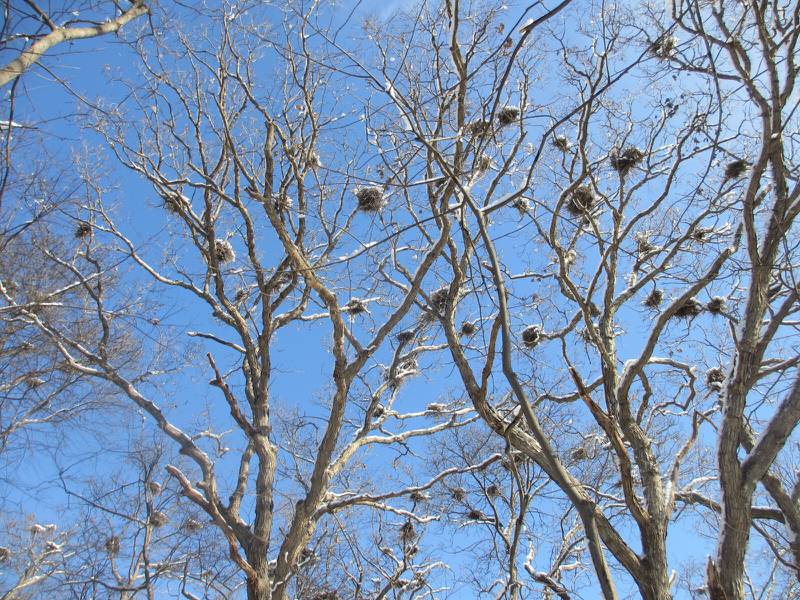 The Lake County Forest Preserves is in the process of acquiring a large heron and egret rookery.
