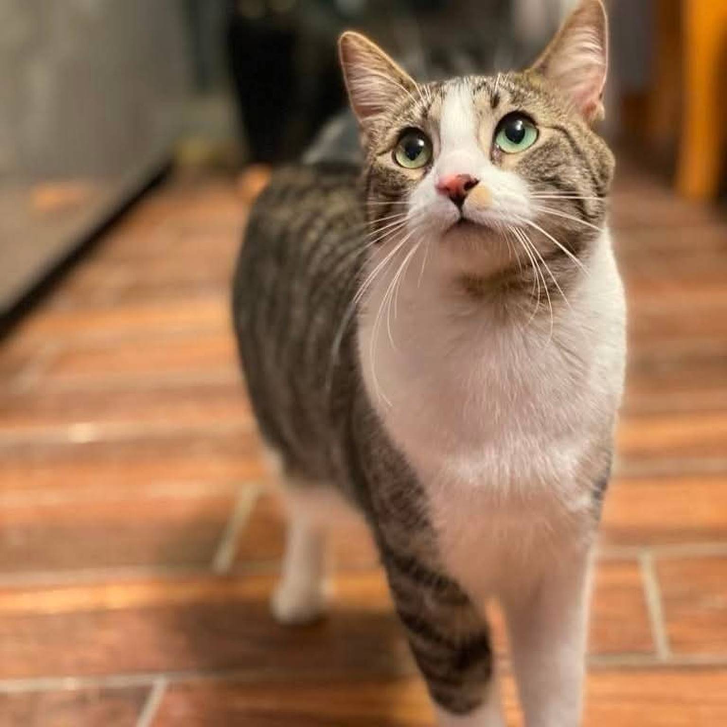 Frodo is a playful, energetic and affectionate kitten and should ideally be adopted with one of his brothers. He loves adventure, cuddles and being the center of attention. To meet Frodo, visit ForgetMeNotRescue.com/adoptables.