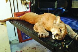 Mountain lion prowling rural Morrison in Whiteside County, sheriff says