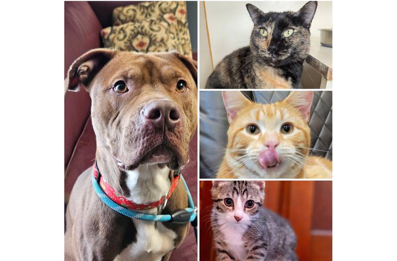 The Herald-News presents this week’s Pets of the Week. Read the description of each pet to learn about it, including where it can be adopted in Will County.