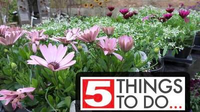 5 things to do in DeKalb County: Pat Tomasulo comedy show, pollinator planting, Artist + Maker Market and more