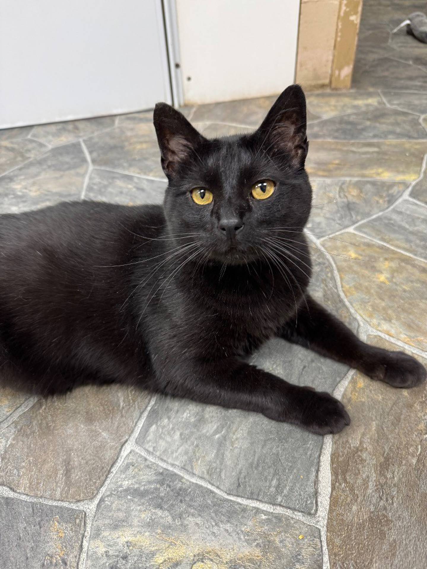 Four-year-old Nelson is curious and playful. He needed all his teeth removed due to their poor condition, but he’s feeling better now and currently takes the antidepressant Fluoxetine. Nelson can be affectionate and typically prefers undivided attention. He needs a calm home without children. Email the Will County Humane Society at willcountyhumane.com and follow the instructions for the adoption process.