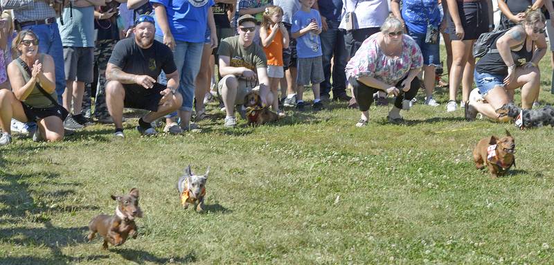 Release the hounds was mentioned many times during the Wiener Dog Races  Saturday during Ottawa’s Oktoberfest on the Jordan Block.