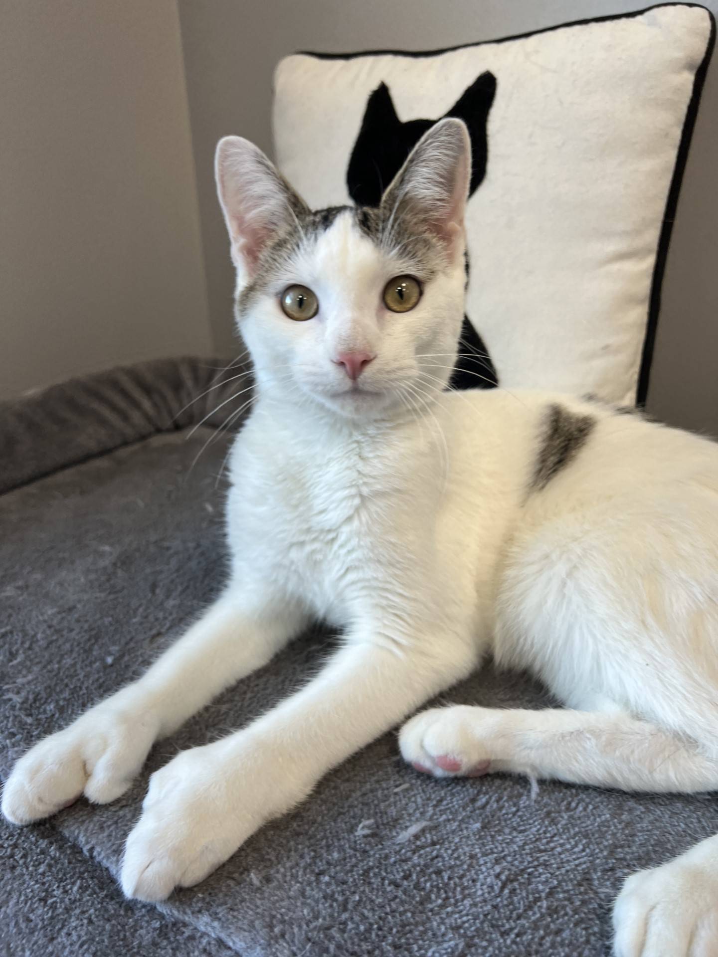 The Mitten Man, a 1-year-old domestic shorthair, is silly, energetic, curious, and playful. He enjoys attention and pets. He is a polydactyl, which inspired his name. The extra toes make his paws resemble mittens. He likes other cats. But he needs to live with cats that accept his energy level. Because he is mischievous and funny, the Mitten Man will bring much laughter and love to his forever home. To meet The Mitten Man, email Catadoptions@nawsus.org. Visit nawsus.org.