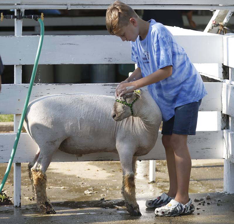 Kellan Kolls, 11, of Harvard, washes Bruno during the first day of the McHenry County Fair Tuesday, August 2, 2022, at the fairgrounds in Woodstock. The fair funs through Sunday, Aug. 7.  Entry to the fair is $10 for anyone over age 14, and $5 for chidden ages 6 to 13. Ages 5 and under are free.