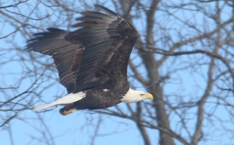 A bald eagle flies through the air over Lock 19 on the Hennepin Canal on Wednesday, Jan. 15, 2025 near Wyanet. About a 300 foot stretch of the canal remains unfrozen in that area allowing the eagles to have a healthy habitat.