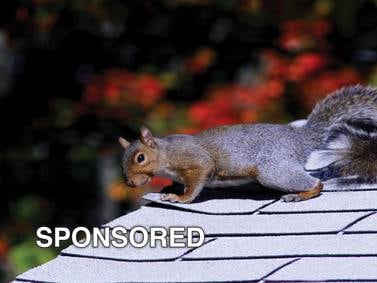 Wildlife Can Damage Your Roof: How You Can Prevent It