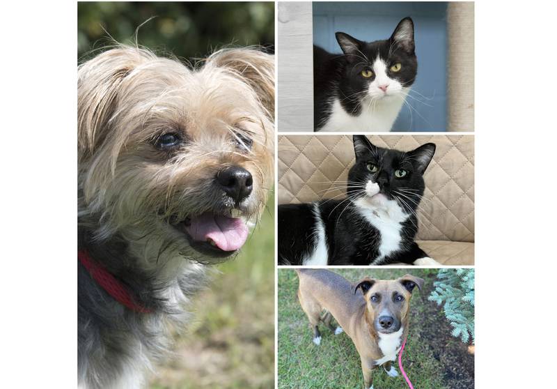 The Herald-News presents this week’s Pets of the Week. Read the description of each pet to find out about that pet, including where he or she can be adopted