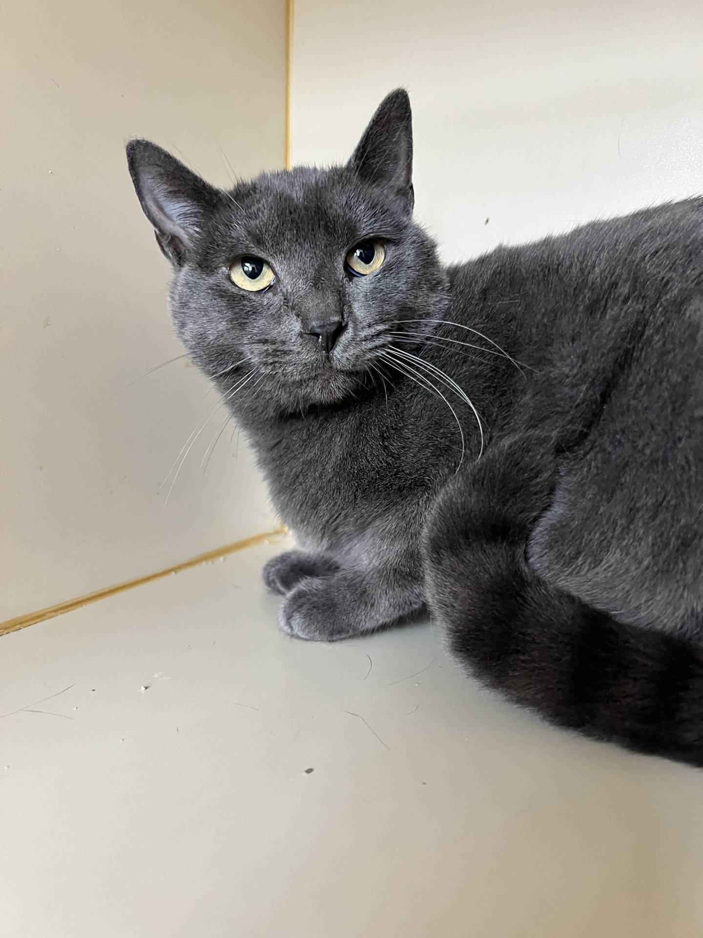 Flipper is a 1-year-old that was rescued from a high kill shelter. He is a little shy initially but relaxes when given gentle attention. Win him over with chin/cheek/back scratches – he loves those. He also loves other cats. He will be a wonderful addition to a home if given a little patience to adjust.  Please email Catadoptions@nawsus.org with any questions or to meet him.
