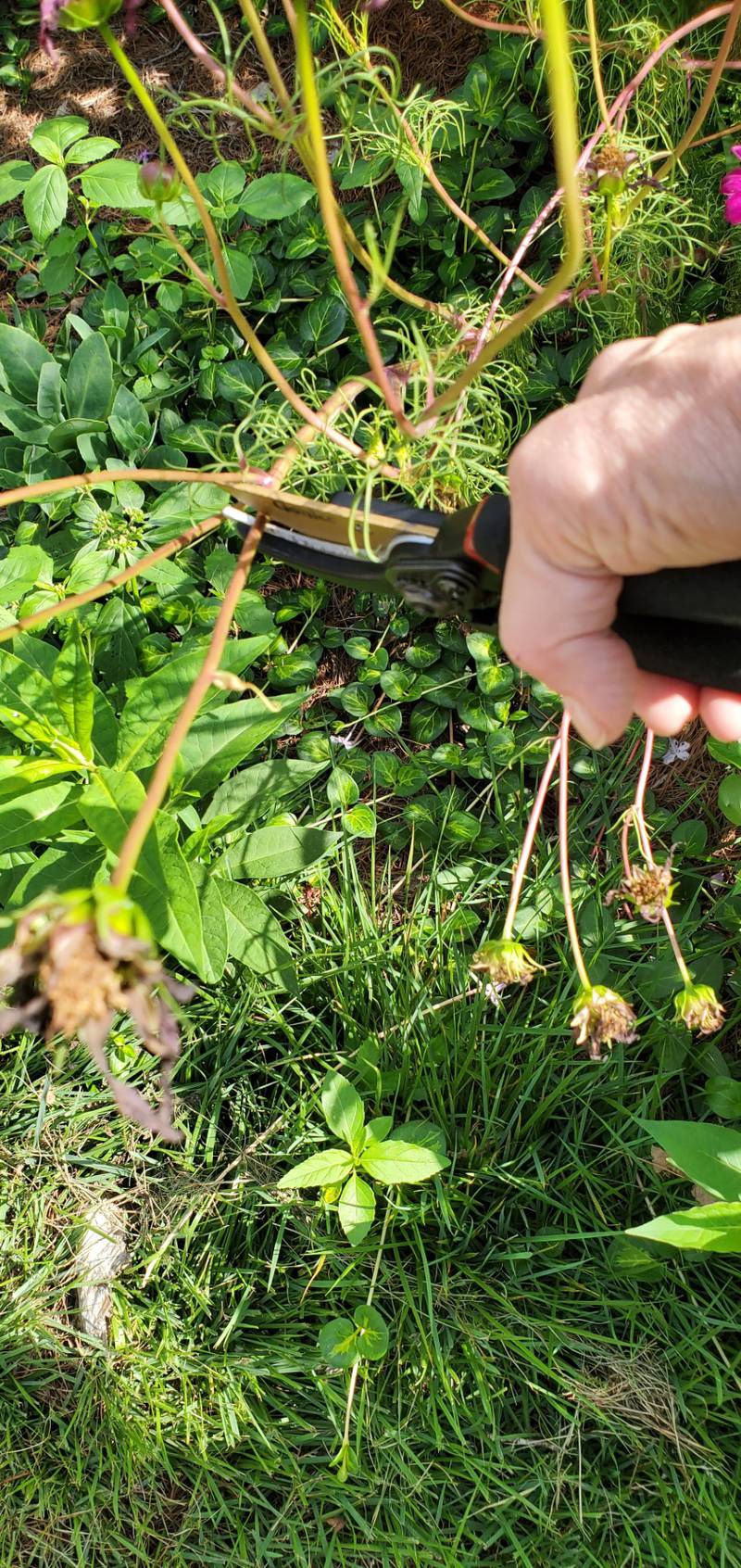 Nancy Kuhajda, University of Illinois Extension Will and Grundy master gardener coordinator, recommends deadheading (cutting off spent blooms) keeps your annual flowers going late into fall.