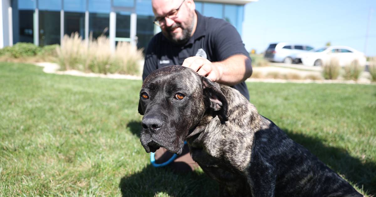 Dog shot with paintballs improving under Will County Animal Control