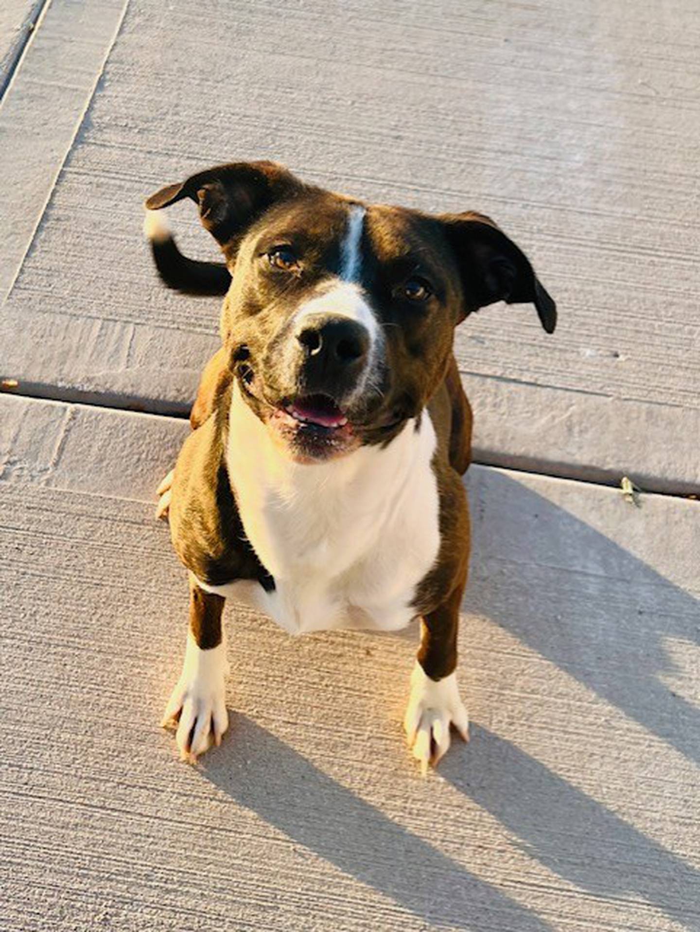 Maddie is 4 years old. She loves to play and do little tap dances. She does well with nice dogs her size. Maddie is housebroken, crate-trained and friendly with everyone. To meet Maddie, visit forgetmenotrescue.com.