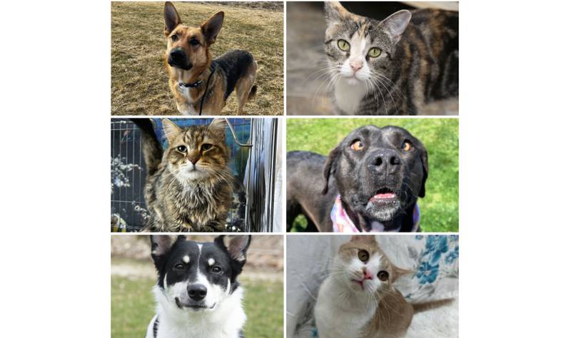 The Herald-News presents this week’s Pets of the Week. Read the description of each pet to find out about that pet, including where it can be adopted.