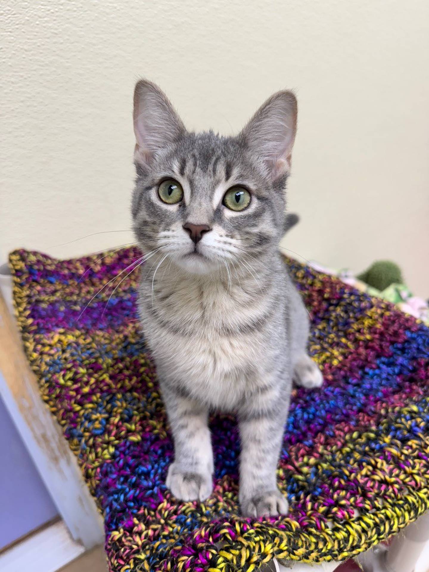 Dragonfly is a 6-month-old affectionate kitten who purrs loudly when anyone holds her. She enjoys exploring, running and playing. She’s not a fan of other cats and kittens, but she enjoys cuddling and playing with humans. Contact the Will County Humane Society at willcountyhumane.com and follow the instructions for the adoption process.