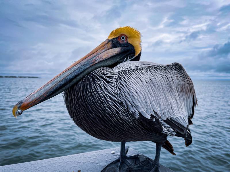 Ottawa's Nathan Keck won the top prize photographing birds in the Chicago Zoological Society’s 2022 Photo Contest.