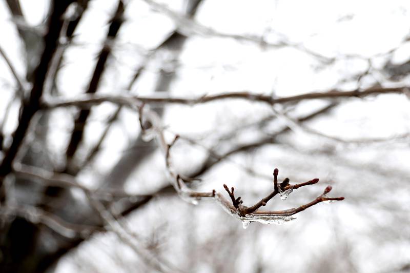 Ice covered trees and dripped from signs in western Kane County after a storm on Thursday, Feb. 23, 2023.