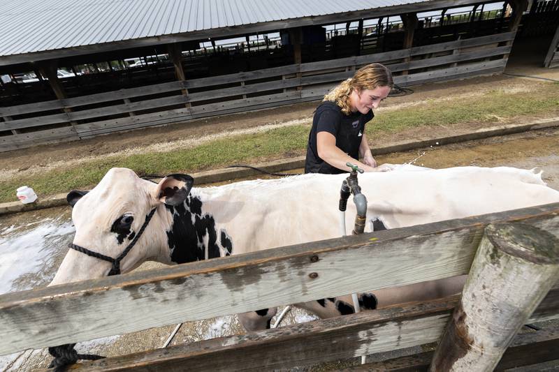 Delana Erbsen of Lanark misses a “spot” while washing her Holstein Wednesday, August 6, 2025, at the Carroll County Fair.