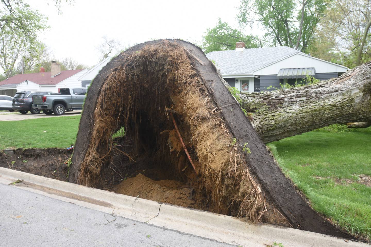 A large tree is shown uprooted within Watseka on April 18, 2026.