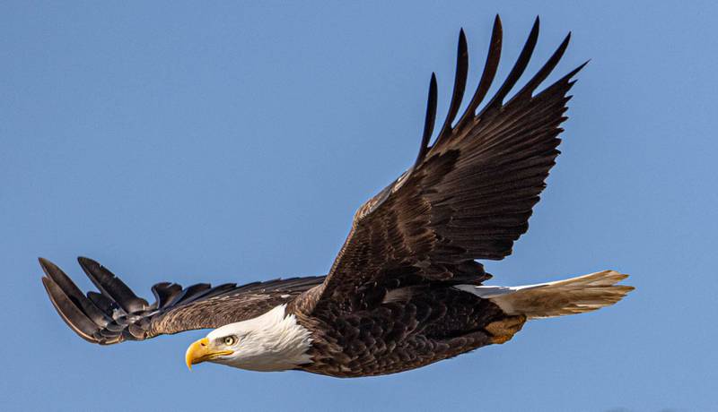 The Forest Preserve District of Will County’s 2021 “Eagle Watch” is set for Jan. 9 at Four Rivers Environmental Education Center in Channahon. No indoor activities are planned due to COVID-19 pandemic restrictions, but visitors can register for small guided hikes in advance, or take independent hikes through McKinley Woods preserve.